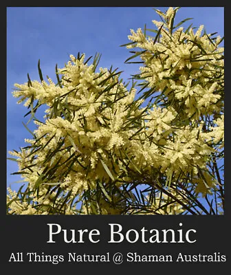 Acacia Floribunda GOSSAMER WATTLE Plant 50mm Pot • £5.51