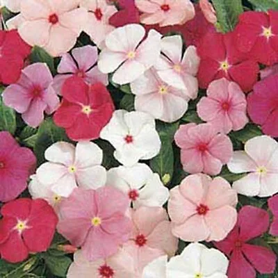 Vinca- Periwinkle- Mix- 50 Seeds- BOGO 50% Off SALE • $3.79