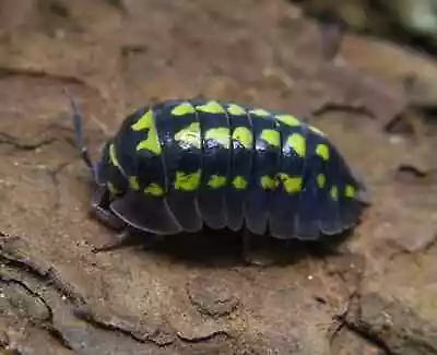 25+ Armadillidium Gestroi Isopods - Live Arrival Guaranteed - Clean Up Crew • $25