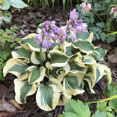 £12.55 • Buy Hosta Mini Skirt Plantain Lily Flowering Perennial Garden 9cm & 17cm Pot