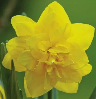 (5) Golden Ducat Double Yellow Daffodil Bulbs Please Check Our Other Bulbs • $6.95