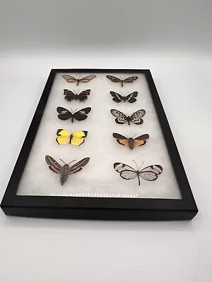 Real Moth And Butterfly - Riker Mount - Butterflies • $39.99