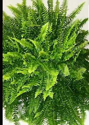 💯 Organic Fern Plant 🪴 • $35