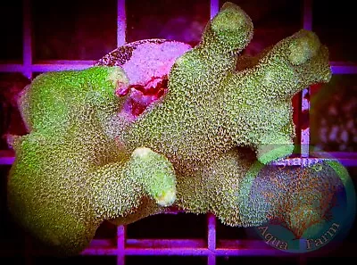 SAF~Large Porites Coral “WYSIWYG”  SPS Live Coral Colony • $49.99