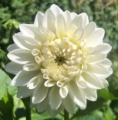 White Blizzard Dahlia Tuber Bulb Cluster Two To Five Tubers Deer Resistant • $10