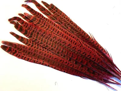 10pcs Red Pheasant Tail Feathers 25-30cm DIY Art Craft Millinery Costume Vase • $9.95