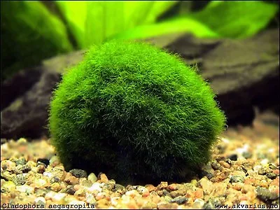 Marimo Moss 4 Balls 3cm And 4cm (Cladophora) Live Plant Aquarium Tank In USA • $59.95