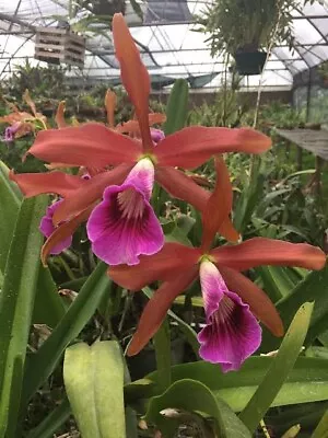 $23 • Buy Species Orchid - Cattleya Tenebrosa  (GB X CP)