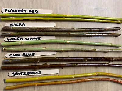 Willow Tree Cuttings- Colour Collection Of 2 Each Of 5 Varieties • £12.50