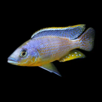 Hertae Cichlid | Protomelas Sp. Hertae | Lake Malawi Cichlid | Hertae Hap • £16.45