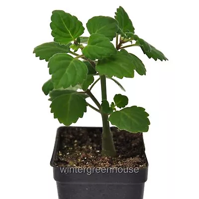 Plectranthus Ernstii Caudex Bonsai Mint Caudex • $19.49