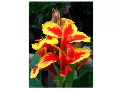 Canna Lily-queen Charlotte Tuberbulb Perennial Summer Plant Flowering Lilies • £0.99