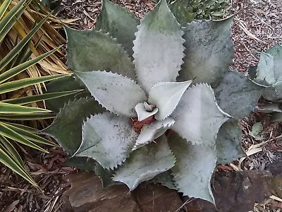 Agave Shrevei - Succulent Agave Plants. • $10