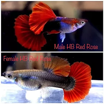 $25 • Buy 1 Pair Live Guppy Fish - HB Red Rose - High Quality