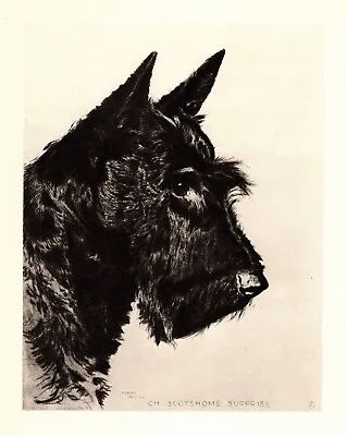1946 Antique Scottie Dog Print SCOTTISH TERRIER Print Morgan Dennis Art 4925p • $20