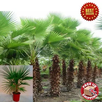 3 - 4 Feet Trachycarpus Fortunei Chusan Palm Windmill Tree Garden Plant Patio • £99.98