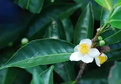 Rare 4 Seeds Tea Tree Camellia Sinensis • £15.62