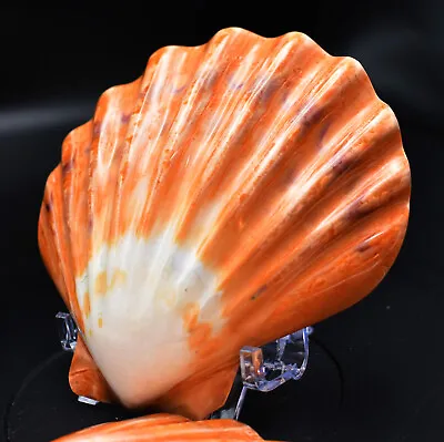 $13.49 • Buy Polished Orange Lions Paw Scallop 5-6  Seashell Coastal Crafts Decorating (ea)