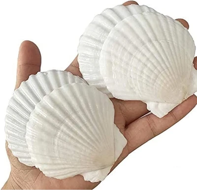$14.27 • Buy 25PCS Sea Shells For Crafts Decoration Crafting 2''-3'' White Scallop Shells