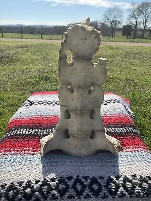 Real Cow/Bull/Steer Spine Vertebrae Bone Rustic Natural Arts Carving Scrimshaw • $15