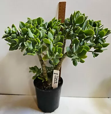 CRASSULA OVATA UNDULATA - Curly Jade Succulent  Established  28 X 36 Cm (2446) • $14.95