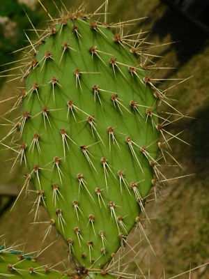 £12 • Buy Echios V Zacana Rare Galapagos Opuntia