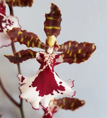 Odontocidium Everglade Elegance 'Nancy Lee' Seedling Orchid Plant In 2.5  Pot • $12.99