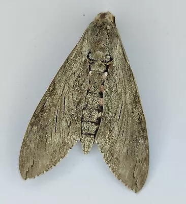 Agrius Convolvuli Sphingidae Moth From South Africa • $8