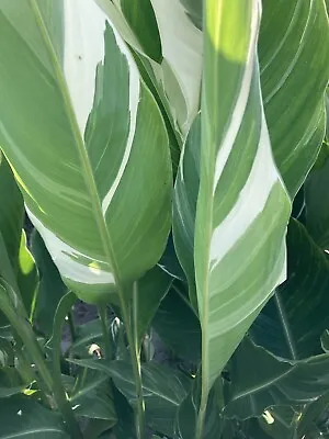 Canna Lily Striped Leaves 'Stuttgart' (Three Tubers) Free UK Postage • £18.50