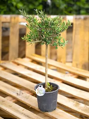 1 Olea Europaea Olive Peace Tree Evergreen Indoor Outdoor Gardening Plant In Pot • £29.99