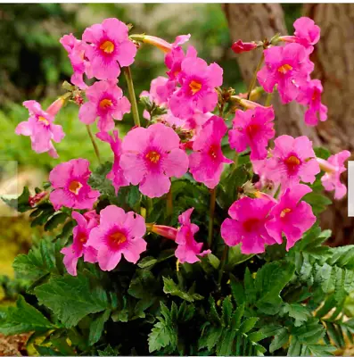 Incarvillea Chinese Trumpet Delavayii Plant Perennial 1 X13cm Pot Hardy Gloxinia • £9.99