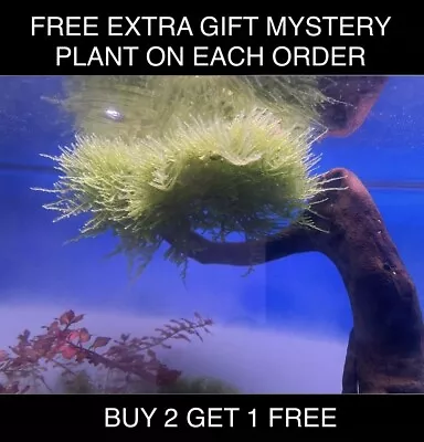 Christmas Moss BUY 2 GET 1 Free Plants Aquarium Fish Tank. 2x3 • $6.75