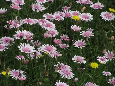 Pink Dandelion - Crepis Rubra - 50 Seeds - Lovely Pink Annual • £1.19