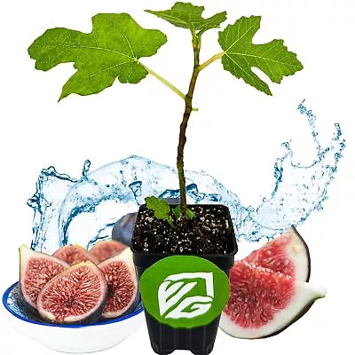 Black Mission Fig - Ficus Carica - Live Plant • $17.99