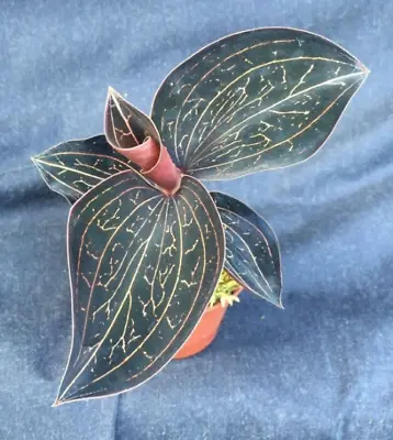 Anoectochilus Chapaensis  Golden Jewel Orchid Rooted Plant Shipped In 2.5  Pot • $12.95