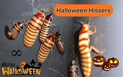 Halloween Hissing Cockroach Starter Colony - 50+ Adults Juveniles Fast Priority • $44.99