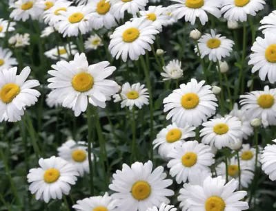 Roman Or English Chamomile Herb Plant 9cm Pots - Attracts Bees And Butterflies • £6