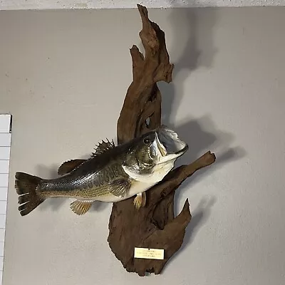 Vintage Largemouth Bass Wall Mount On Large Piece Of Driftwood  • $135