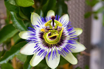 £4.50 • Buy Passiflora Caerulea In 9cm Pot Blue Passion Flower