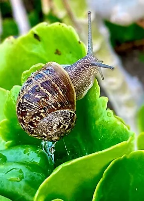 2Live Pet Land Snails Garden Snails Great For Educational Use & Entertainment!! • $34