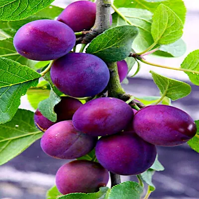 AMERICAN PLUM TREE SEEDS (Prunus Americana) Fast Fruit Flower Plant Hardy-Zone 3 • $7.95