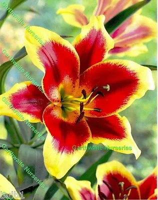 1-6 Red Morning Oriental Lily Bulbs Grade 1 Bronze/apricot Garden Perennial • £7.99