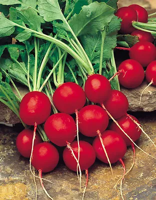 Radish Saxa 2  2000 Seeds • £2.59