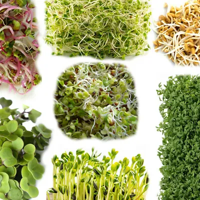 £2.49 • Buy Organic Seeds For Sprouting Sprouts, Microgreens, Healthy Salad - 24 Types Seed
