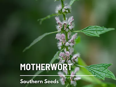 Motherwort - 50 Seeds - Medicinal Herb - GMO Free (Leonurus Cardiaca) • $1.95