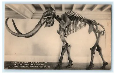 $32.95 • Buy C1910 Gigantic Mammoth Colorado Museum Of Natural History Denver CO Postcard