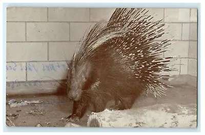 C1960’s Crested Porcupine Zoo From Africa And Orient Vintage Animal Postcard • $8.48