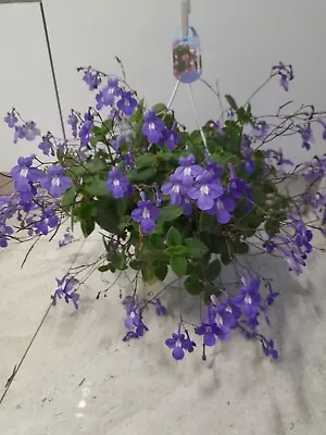 £3.30 • Buy Streptocarpus Saxorum / False African Violet. 1 X Unrooted Cutting. Trailing Hou