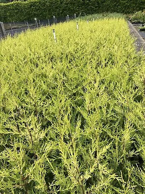 10x 3ft Golden Leylandii Evergreen Hedging Plants 2lt • £60