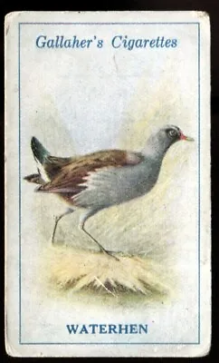 Tobacco Card Gallaher BRITISH BIRDS By GEORGE RANKIN 1923 Waterhen #92 • £2